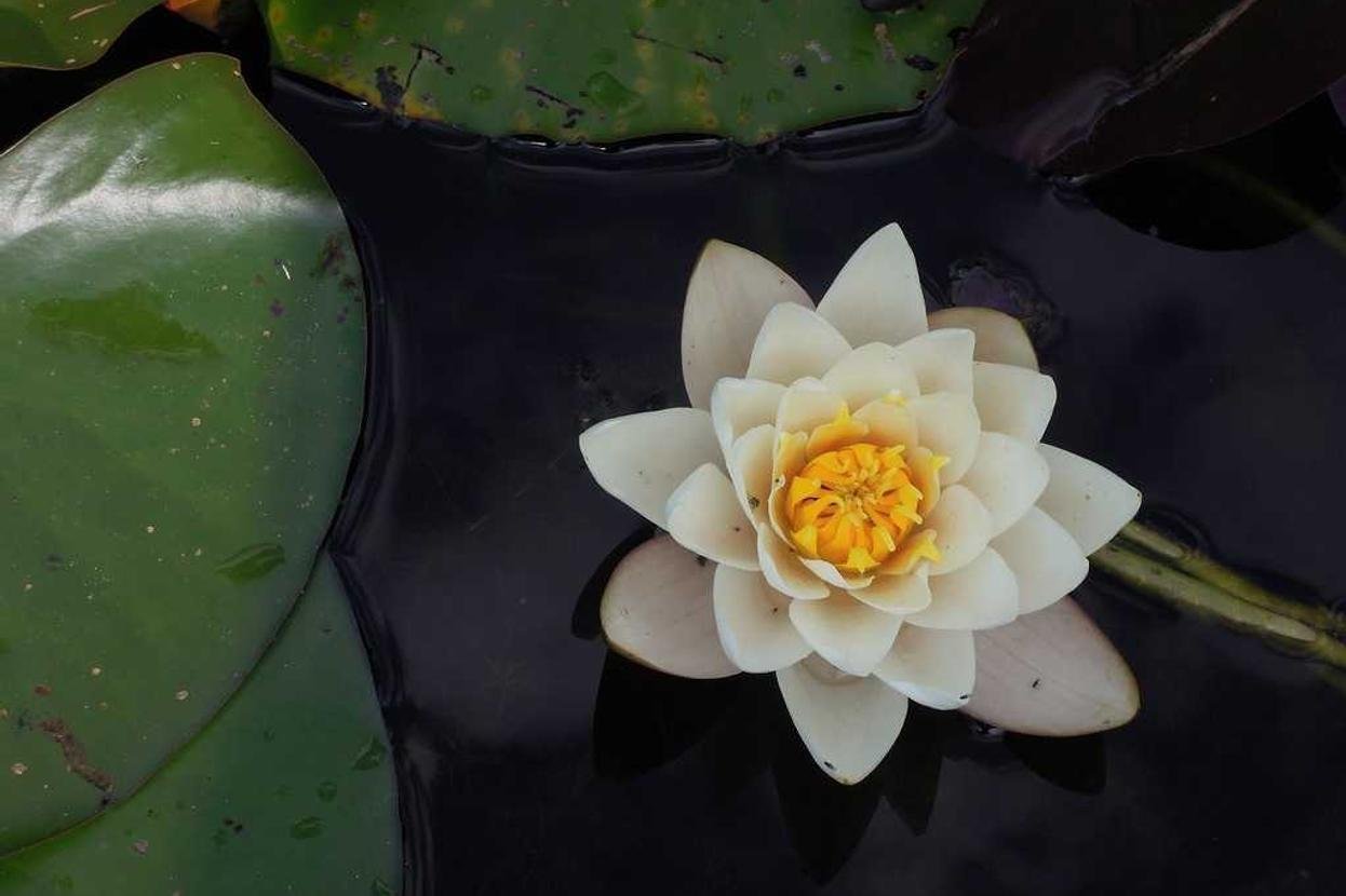 The rise and fall of once-beloved industries